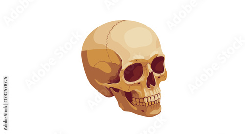 Realistic human skull drawing isolated on white background