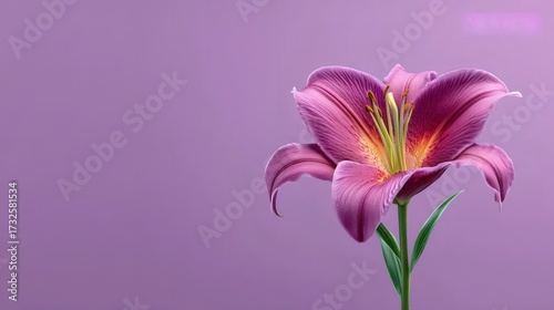 紫色の背景に咲く紫色のユリの花のクローズアップ