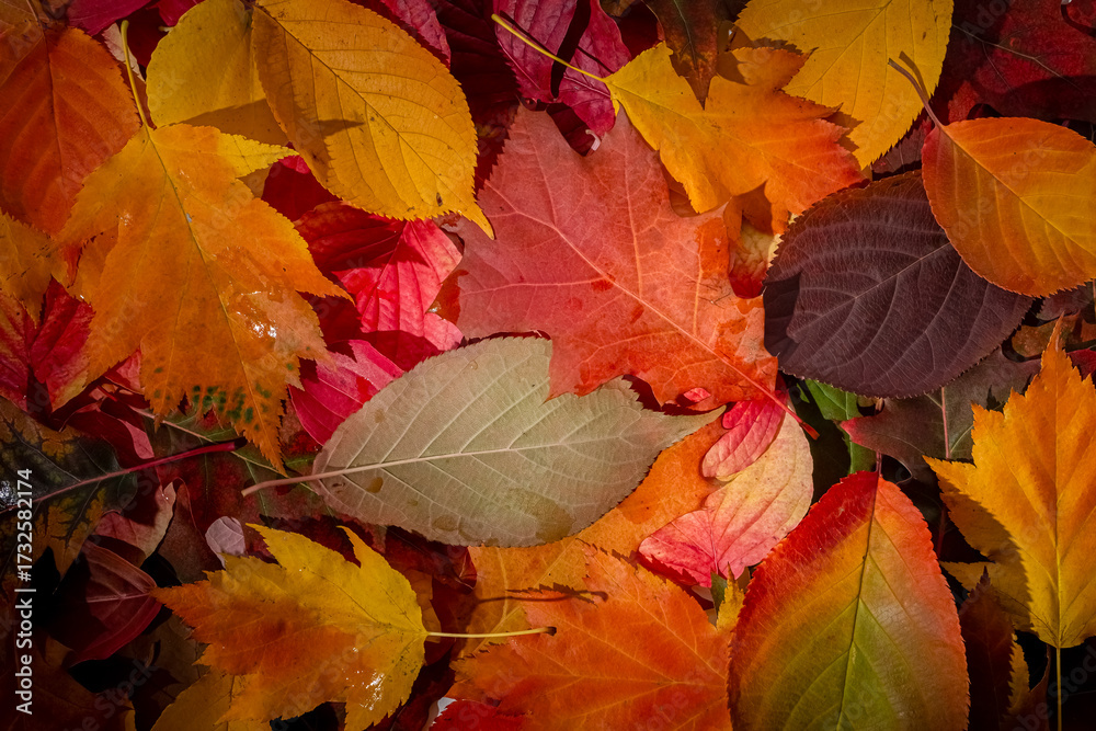 Fototapeta premium Top view of various autumn leaves in yellow, orange, red and brown colors. Rich textures, overlapping patterns, natural light, no copy space, perfect for banners, decor, and seasonal designs