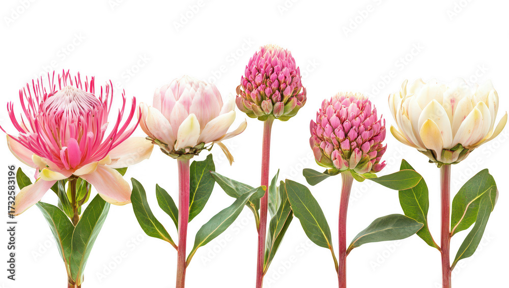 Fototapeta premium A display of various protea flowers their unique colors and forms. set against a clean white background. ideal for use in botanical illustrations or floral design projects