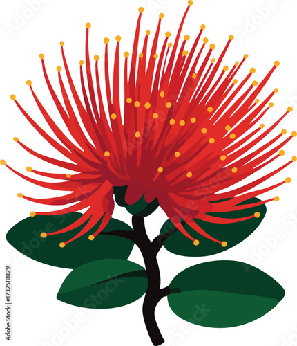 Red pohutukawa bloom with green leaves and stem