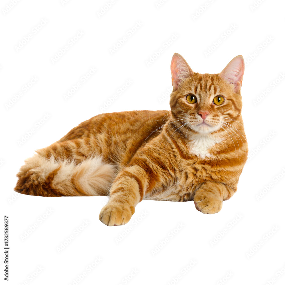 Obraz premium Untitled design - 3