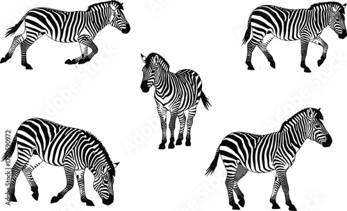 Llama silhouettes, black llama, white llama, grazing llama, sitting llama, walking llama, alpaca outline, South American wildlife, farm livestock, vector animal illustration