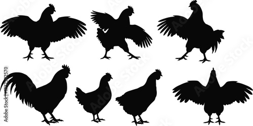 Collection of chicken silhouettes in standing and wing spread poses, farm poultry vector illustration showing animal behavior, posture, and agriculture design