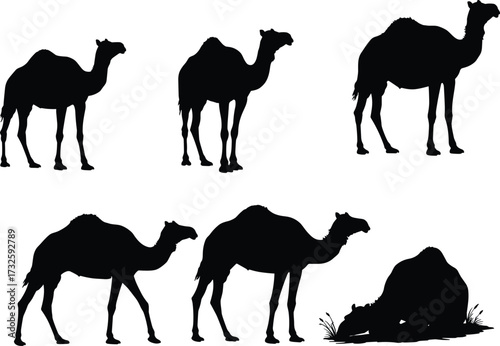Llama silhouettes, black llama, white llama, grazing llama, sitting llama, walking llama, farm livestock, South American wildlife, animal outline, vector illustration, design