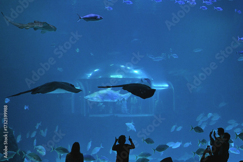 Aquarium in Gran Canaria, Poema del Mar, with manta rays and sharks observed in one of the world’s largest curved viewing windows.