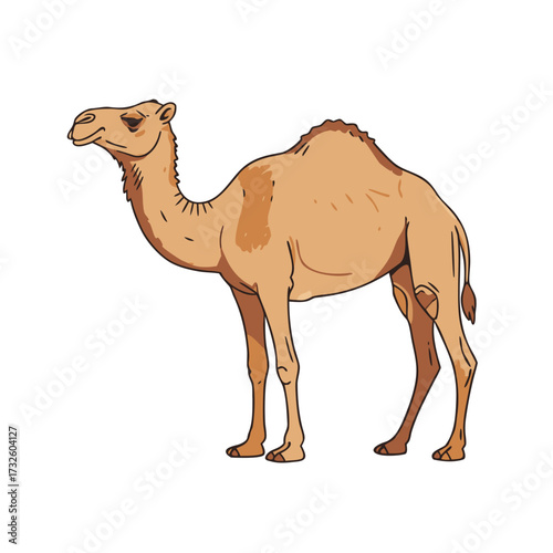 Camel illustration, flat design, natural colors, desert animal and transportation