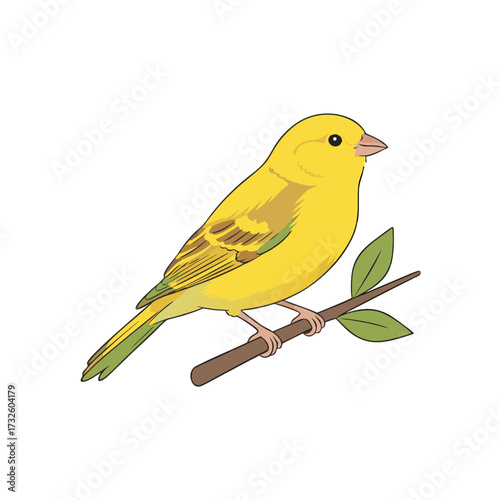 Canary illustration, flat design, natural colors, pet bird and songbird