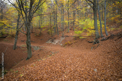 Faggeta in autunno