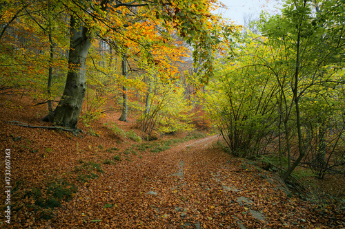 Faggeta in autunno