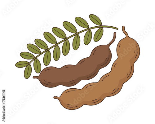 Tamarind pods and leaves illustration on a white background