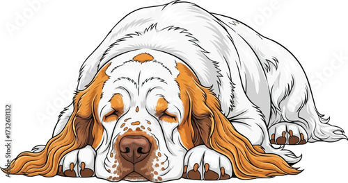 Clumber Spaniel dog sleeping lying down cute vector illustration