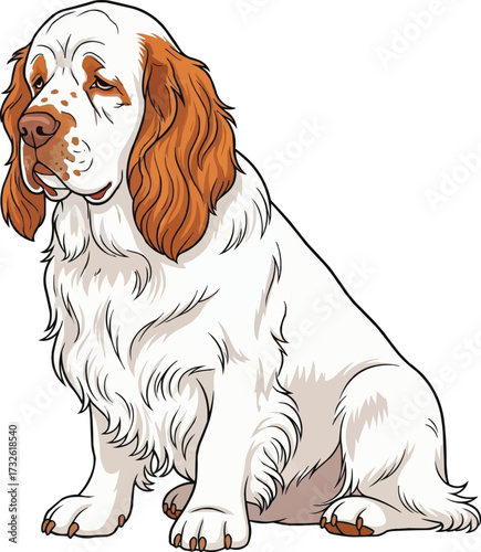 Clumber Spaniel dog sitting sideways side profile vector illustration