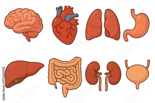 Human internal organs set. Cartoon vector illustration of body anatomy icons. Medical biology collection with brain, heart, lungs, liver, kidneys, stomach, bladder, intestines.