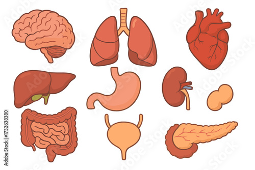 Human internal organs icon set. Cartoon vector illustration of body anatomy. Medical, biology, and health concept. Brain, lungs, heart, liver, stomach, kidney, intestine.