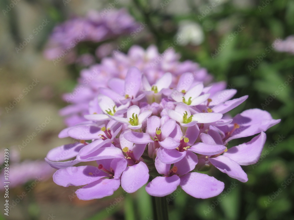 Fototapeta premium Zbliżenie na kwiaty rośliny candytuft