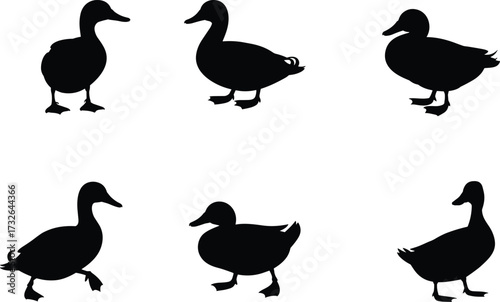 Duck silhouettes illustration, bird posture set, waterfowl icons, standing and walking ducks, black and white design, wildlife artwork, nature concept