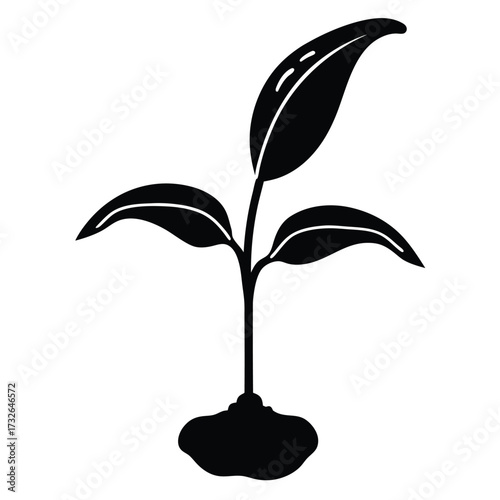 banana seedling ready for transplantation