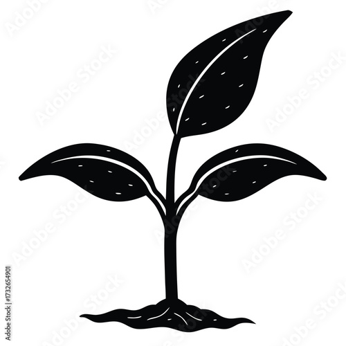 healthy banana seedling with tall stems