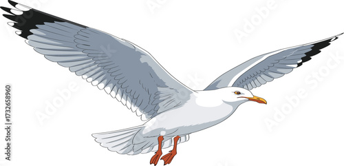 Realistic seagull in flight illustration, detailed feather anatomy, gray and white plumage, yellow beak and orange feet, nature-inspired vector artwork