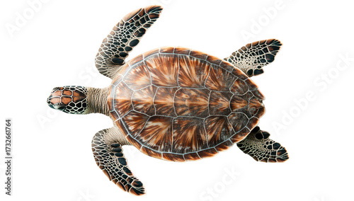 A beautifully detailed top view of a healthy sea turtle resting on a clean. white surface. its intricate shell patterns and textures. ideal for educational and environmental awareness use