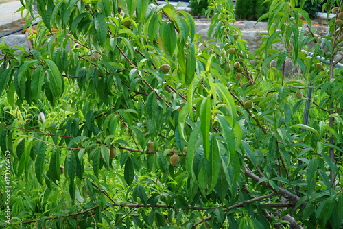 Fotografía Prunus davidiana, Gaeboksunga, a Rosaceae species in Korea, known for circulatory improvement, detoxifying effects, and fatigue relief