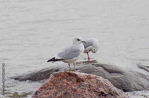 Fotografie On the northern coast. Larus canus