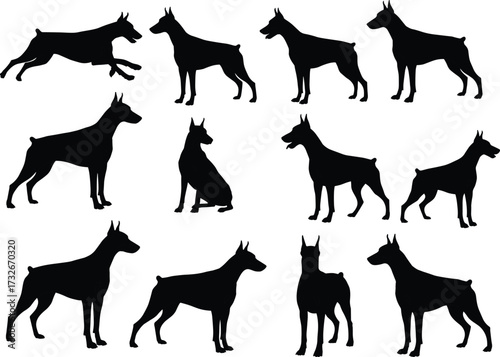 Doberman dog silhouettes, black dog poses, guard dog illustration, domestic pet vector, protection breed artwork, standing sitting running dog shapes
