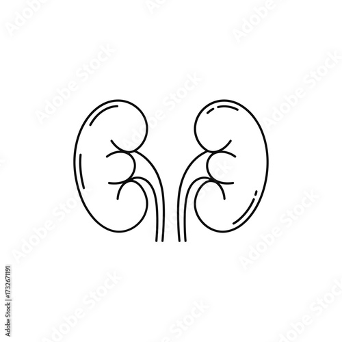 Simple line drawing of human kidneys and blood vessels