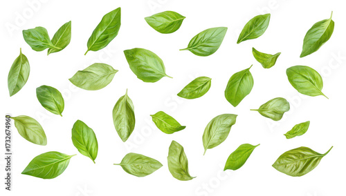 A collection of fresh basil leaves scattered artistically on a white background. their various shapes and textures. ideal for culinary or botanical themes