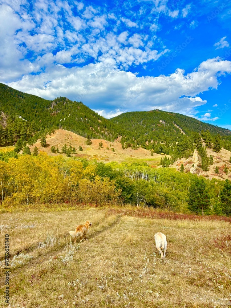 Naklejka premium Dogs hiking into the mountains with fall foliage