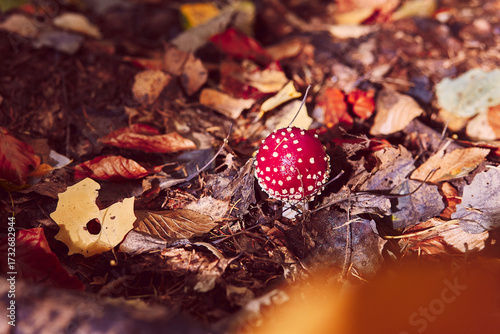 Toxic fly agaric red cap autumn woodland