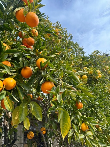 Orange tree with blue sky in California