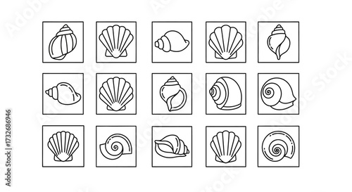 Collection of various seashells, detailed line art illustrations.
