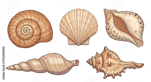 Collection of various seashells and conch shells from the ocean.