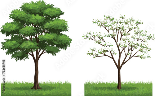 Vector illustration of two contrasting trees side by side, one lush with dense green foliage and one sparse with fewer leaves