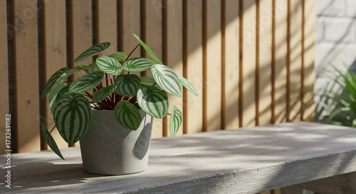 A vibrant Watermelon Peperomia, a popular Air-Purifying Indoor Plant, resting on a concrete bench in a sunlit modern garden