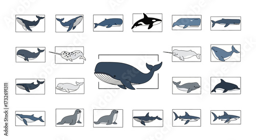 Variety of whales and marine mammals.