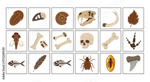 Vector Illustration Set of Various Paleontological Fossils.