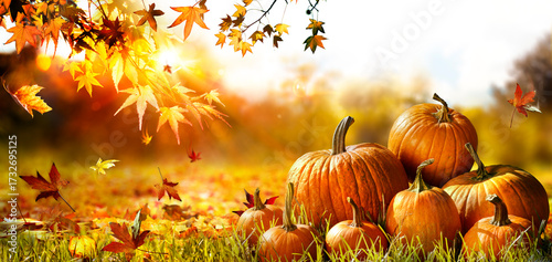 Pumpkins On Grass At Sunset - Thanksgiving - Gourds In Fall Landscape And Sun...
