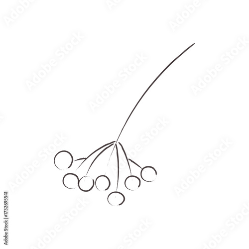 Doodle illustration of a rowan berry