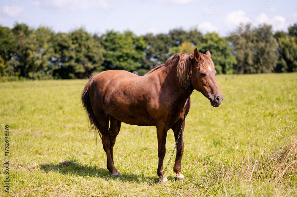 Fototapeta premium Strong brown workhorse on a chain standing in lush green meadow, rustic countryside farming scene with natural rural summer landscape