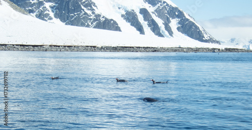 Penguins in Antarctica