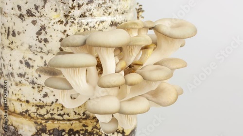 Time Lapse of Oyster mushrooms growing 