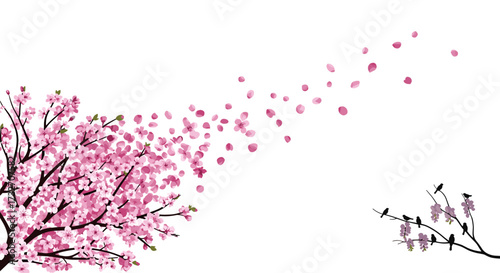 A beautiful cherry blossom tree with petals gently blowing in the wind on a white background.