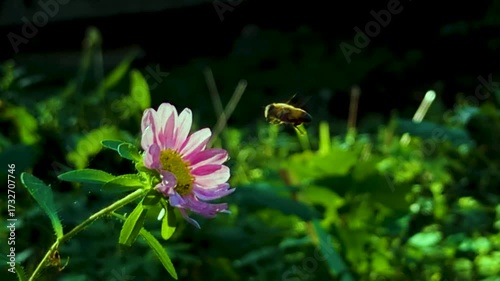 A flying bee lands on a pink flower.