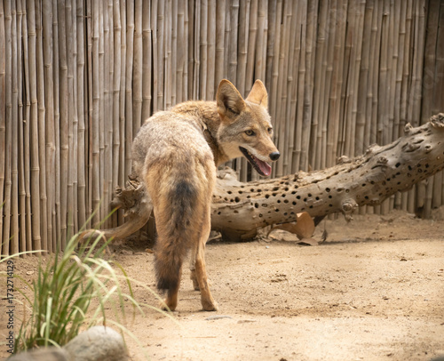 Coyote in the zoo