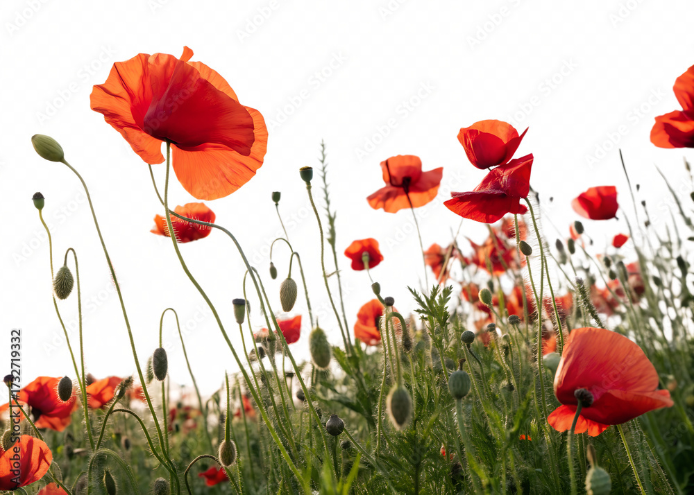 Obraz premium Beautiful red poppy flowers isolated on transparent background in summer field
