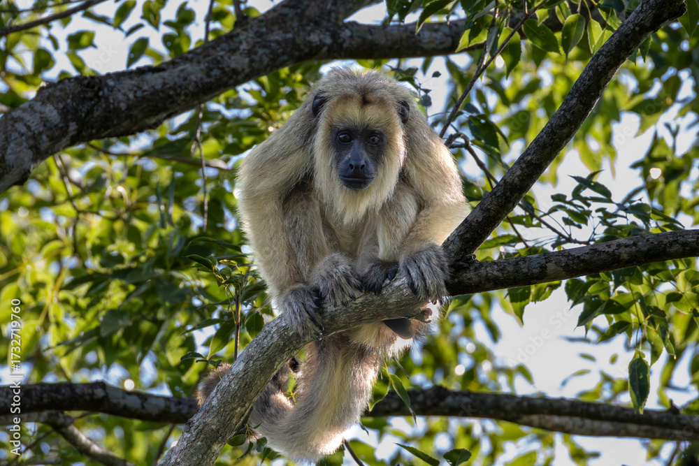 Obraz premium Monkey