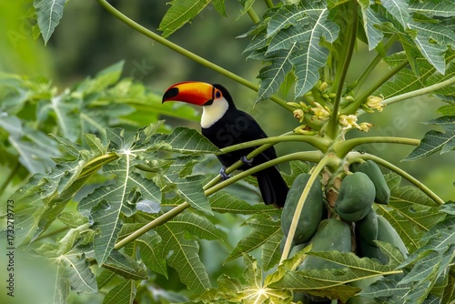 toucan in the jungle